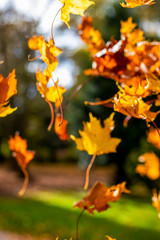 Blurry - Colorful orange and yellow leaves falling down in autumn