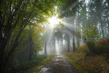 Obraz premium Backlight and fall colors through a forest road in a deciduous forest