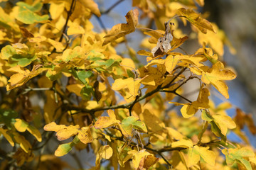 Autumnal colors with maple leaves