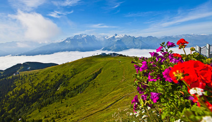 Blumen auf der Schmittenhöhe in Zell am See
