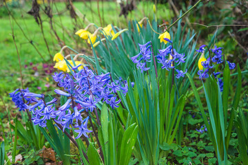 Blue hyacinth flowers blooming in the spring garden after rain.