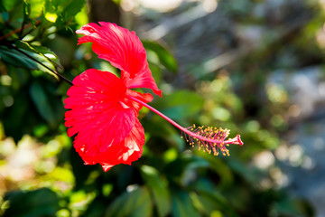dramatic image of a tropical red flower growing in the mountains of the dominican republic.