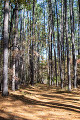 Trail in Smith Mountain Lake, Virginia