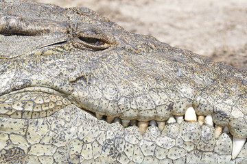 crocodile