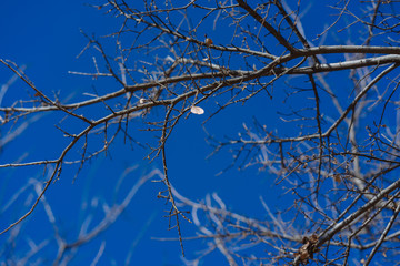 Last dry leaf on a tree branch on a sunny December day in a Texas park.