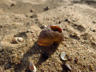 sea shell on the beach