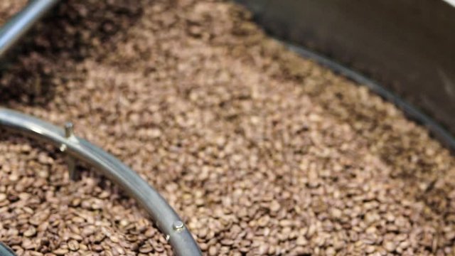 Fresh roasted coffee arabica beans have been cooled down in the roaster cooling bin/tray after completed roasting process.