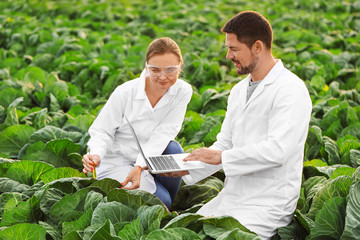 Agricultural engineers working in field