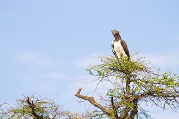 Martial eagle bird. Serengeti National Park, Tanzania, Africa