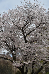 Obraz premium 桜と石垣