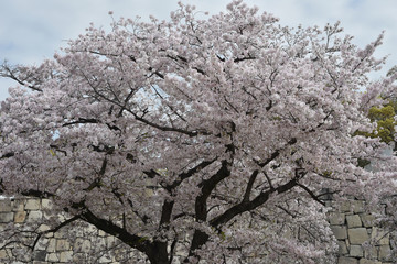 桜と石垣