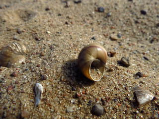 shell on the beach