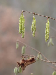 branch of willow in spring
