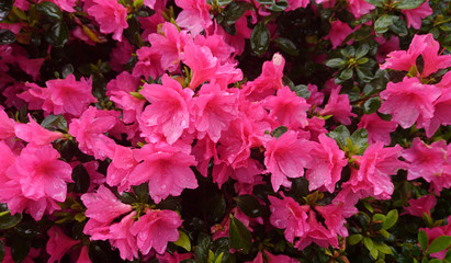 Azalea flowers blooming at springtime, flowers in blossom background