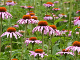 flowers in the garden