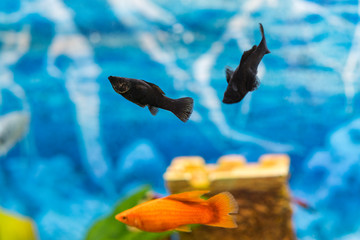 Tropical colorful fishes swimming in aquarium with plants. Goldfish, Carassius auratus, captive. Fish in the aquarium