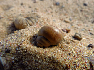 shell on the beach
