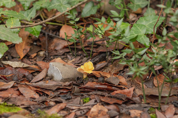 Mushroom chanterelle in the forest in foliage