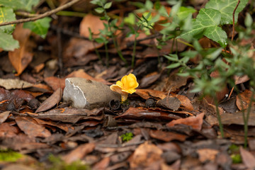 Mushroom chanterelle in the forest in foliage