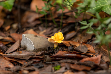 Mushroom chanterelle in the forest in foliage