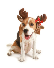 Cute dog with Christmas deer horns on white background