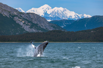 Alaska Whale - obrazy, fototapety, plakaty