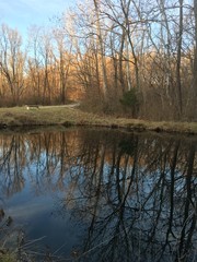 reflection of trees in water