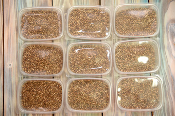 Seeds in containers