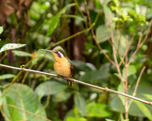 Kolibri an einer Futterstelle im Monteverde Nebelwald Nationalpark in Costa Rica
