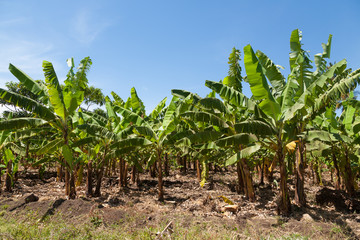 Banana plantation near Lake Manyara, Tanzania, Africa