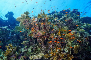 Coral Reef at the Red Sea, Egypt