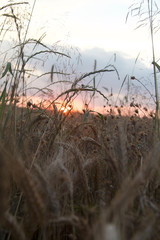 sunset in field