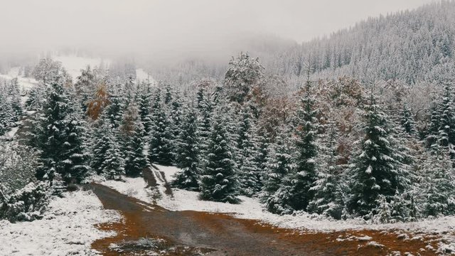 Calm peaceful picture of pines trees in the Carpathians, covered with a large layer of the first snow
