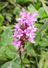 Orchidée sauvage (Orchis militaris) 