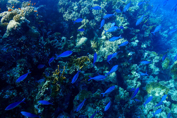Fototapeta premium Coral Reef at the Red Sea, Egypt