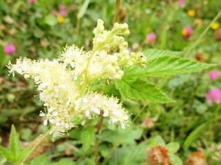 Plan rapproché en extérieur des inflorescences blanches et feuilles de la reine des prés ou spirée ulmaire ( Filipendula ulmaria - rosacée). Prairie fleurie floutée en arrière plan.