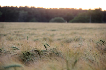 Obraz premium sunset over field