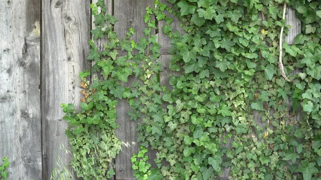 old agriculture farm house in Italy, rustic old metal tools and old wooden house covered by ivy