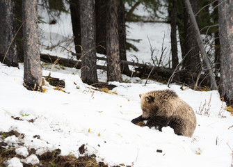 Obraz premium Grizzly bear cubs in the wild