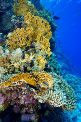 Coral Reef at the Red Sea, Egypt