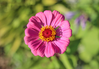 Obraz premium Pink flower petals on a green background of natural nature