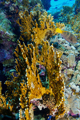 Coral Reef at the Red Sea, Egypt