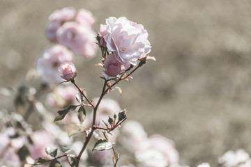 Tender pink flowers on a bleached background is close
