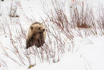 Grizzly bear cubs in the wild © Jillian