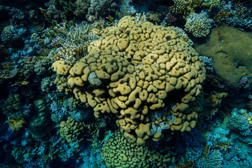 Coral Reef at the Red Sea, Egypt