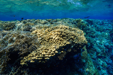 Coral Reef at the Red Sea, Egypt