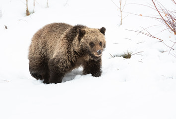 Grizzly bear cubs in the wild