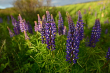 Obraz premium Pink & Purple Lupins