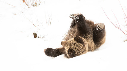 Grizzly bear cubs in the wild © Jillian