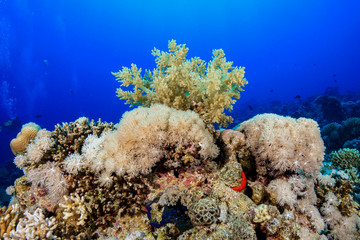 Coral Reef at the Red Sea, Egypt
